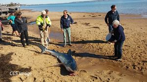 Отважные люди спасли огромную акулу, выброшенную на мель!