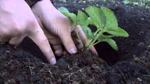 Как посадить клубнику осенью правильно