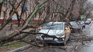 Почти 60 деревьев упали в Москве из-за сильного ветра