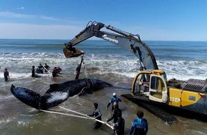 Видео: Как спасти выброшенное на берег существо, если его вес больше 8 тонн