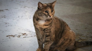 Эрмитажная кошка Серафима стала охранять Петропавловскую крепость
