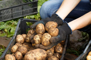 Неурожай картофеля: проводим работу над ошибками