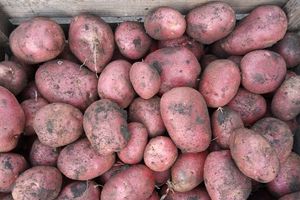 Как посадить картофель в коробки и получить отличный урожай