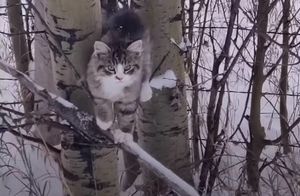 Видео: Живой клад — мужчина нашел котенка, пока гулял по зимнему лесу