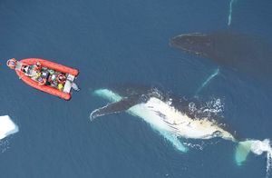 Видео: Темная сторона китов, от которой становится не по себе