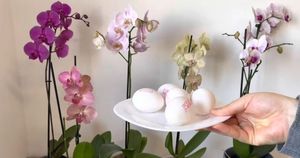 Не выбрасывайте яичную скорлупу — ведь это потрясающее питание для орхидей