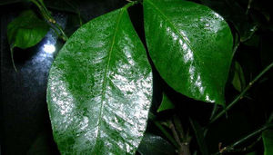 Липкие листья на комнатных растениях: почему появляется липкий налет и что делать