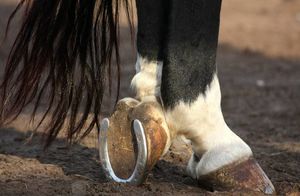 Видео: Почему лошадей подковывают, если дикие лошади прекрасно обходятся без подков