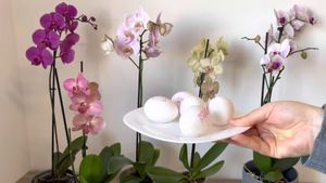 Яичная скорлупа — это потрясающее питание для орхидей