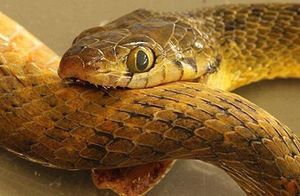 Видео: Кусают ли змеи сами себя, и что из этого получается