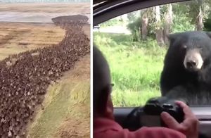 Видео: Чрезвычайно неожиданные моменты с животными, снятые людьми на камеру