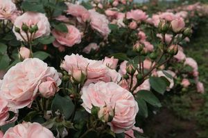 Проблемы в выращивании роз: ищите слабое звено!