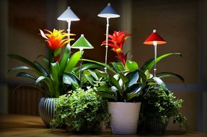 Растения, которые хорошо чувствуют себя в тёмных углах квартиры