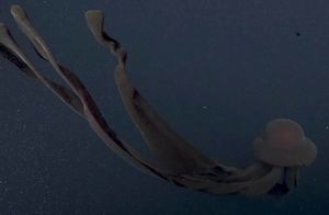 Видео: Гигантская медуза попала в объектив камеры дайверов