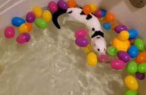 Видео: Как домашняя норка принимает ванну, а потом смешно сохнет