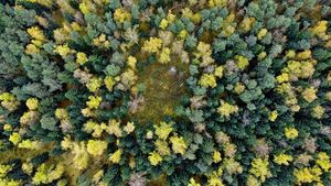 Более тысячи человек заблудились осенью в лесах Подмосковья