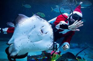 Фото дня: подводное шоу в преддверии праздников