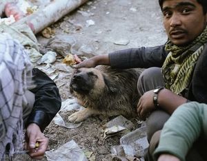 В Кабуле появляются собаки-наркоманы