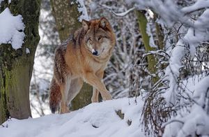 Почему волки не выбегают за пределы красных флажков в лесу