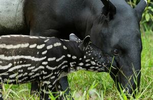 Видео: В зоопарке Лейпцига родилось редкое существо исчезающего вида — чепрачный тапир