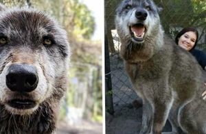 Приют спас волкособа, а ДНК-тест показал, почему у него настолько огромные размеры