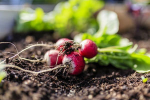 Почва для отличного урожая овощей: какая она должна быть