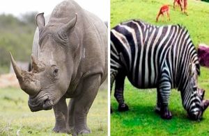 Видео: Что будет, если скрестить носорога и зебру — уникальные гибриды животных
