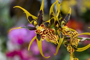 Загадочная орхидея Брассия для домашней коллекции цветов