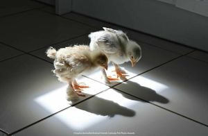 Фото дня: цыплята, изучающие свою тень