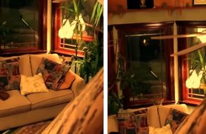 Видео: Как девушке удалось уговорить пуму, прячущуюся за диваном, покинуть дом