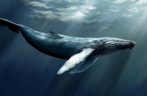 Видео: Где в соленом океане киты и дельфины находят пресную воду, чтобы попить