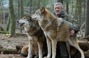 Волки бывшего десантника Вернера Фройнда: в мир волков никто не проникал так глубоко, как он