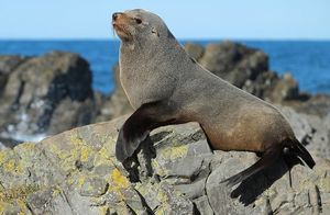 Животный детсад: как водопад в Новой Зеландии стал яслями для тюленей
