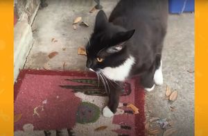 Видео: Бродячая кошка попросилась в дом к женщине, чтобы спасти котят