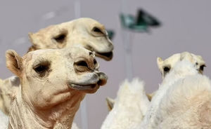 В Саудовской Аравии с конкурса красоты выгнали верблюдов