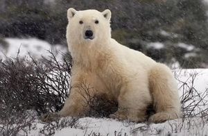 Видео: Полярная медведица купается в снегу рядом с мировой столицей белых медведей