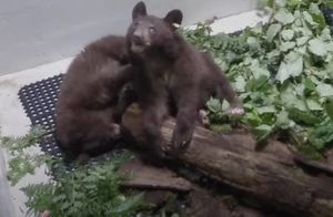 Видео: Два брата медвежонка не перестают обниматься после долгой разлуки