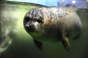 В океанариум Волгограда с Сахалина привезли двух спасенных тюленят