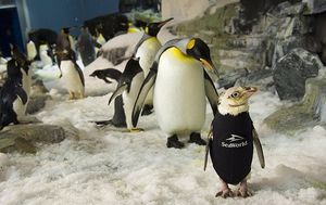 Облысевшему пингвину сшили «гидрокостюм»