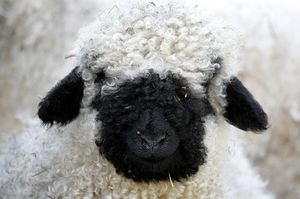 Швейцарские черноносые овцы такие милые, что трудно поверить в их реальность