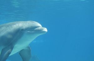 Где находится единственный пляж в мире, на котором можно покормить дельфинов