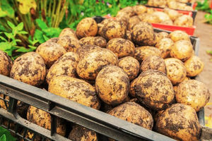 Как добиться суперурожая картофеля