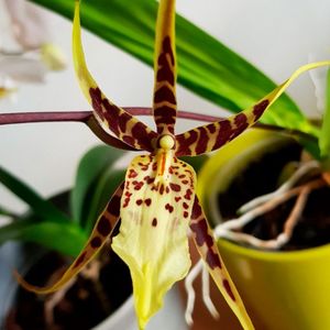Брассия (орхидея-паук)