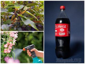 Кока-кола в саду и огороде: неожиданные способы применения напитка
