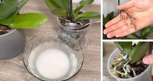 Сделайте эффективное удобрение для орхидей из ингредиента, который есть в каждом доме