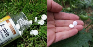 Зачем опытные агрономы и садоводы закапывают таблетки аспирина в землю