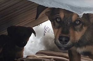 Видео: Как немец спас 9 болгарских щенков, замерзавших в снегу, и дал им новые дома