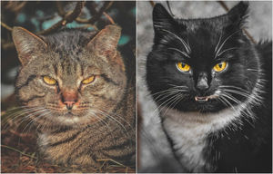Без ретуши: 11 портретов бездомных кошек с улиц Вильнюса