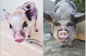 16 фото о том, как жительница Бразилии купила минипига, а он стал огромной свиньей