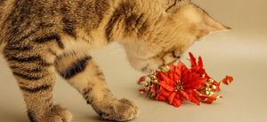 Елка vs кот — 1:0: подборка смешных снимков о том, как спасти новогоднюю елку от питомцев (даже коты в шоке от этих блестящих идей)
